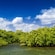Shrubbery and trees growing in the middle of a waterway